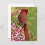 Carte Postale Cardinal du Nord (Devant / Derrière)
