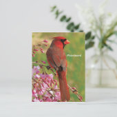 Carte Postale Cardinal du Nord (Debout devant)