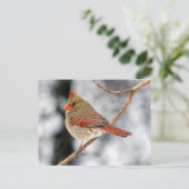 Carte postale Cardinal du Nord (Debout devant)