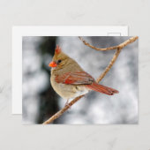 Carte postale Cardinal du Nord (Devant / Derrière)