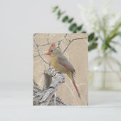 Carte postale Cardinal du Nord (Debout devant)