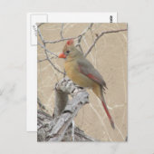 Carte postale Cardinal du Nord (Devant / Derrière)