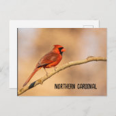 Carte Postale Cardinal du Nord (Devant / Derrière)