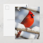 Carte Postale Cardinal du Nord (Devant / Derrière)