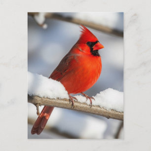 Carte Postale Cardinal du Nord