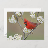 Carte Postale Cardinal du Nord (Devant / Derrière)