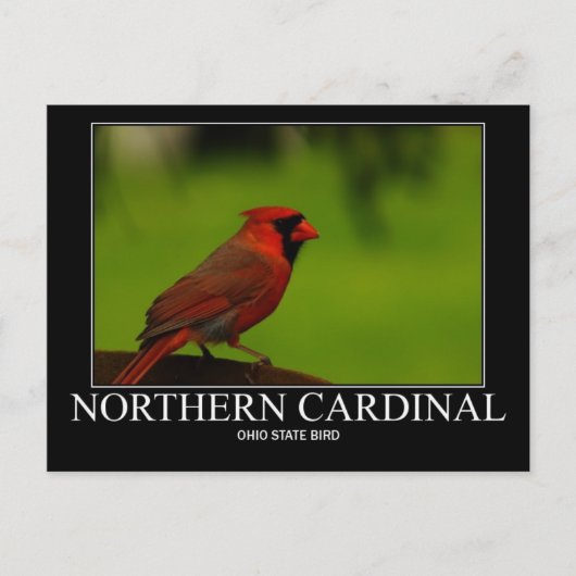 Carte Postale Cardinal du Nord (Devant)