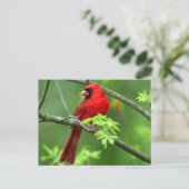 Carte Postale Cardinal du Nord (Debout devant)