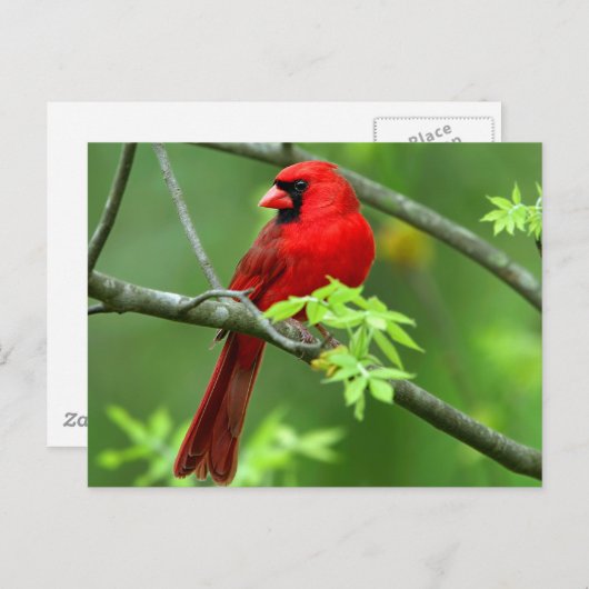 Carte Postale Cardinal du Nord (Devant / Derrière)