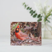 Carte postale Cardinal du Nord (Debout devant)