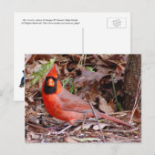 Carte postale Cardinal du Nord (Devant / Derrière)