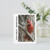 Carte Postale Cardinal du Nord (Debout devant)