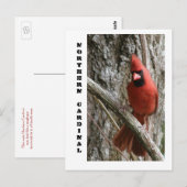 Carte Postale Cardinal du Nord (Devant / Derrière)