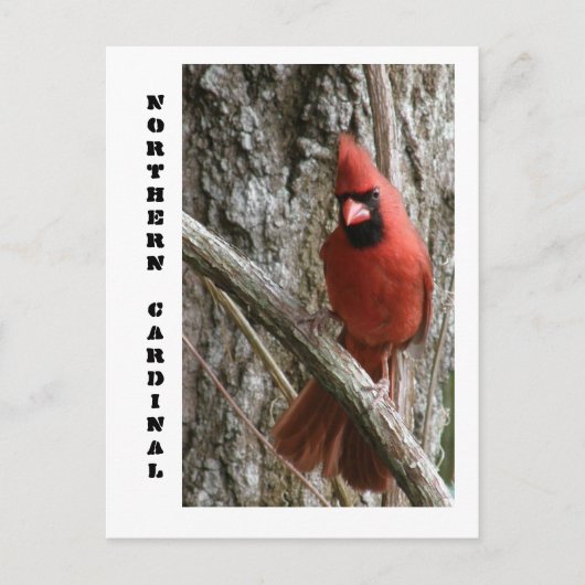 Carte Postale Cardinal du Nord (Devant)