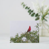Carte Postale Cardinal du Nord à Mesquite Tree, Tucson (Debout devant)
