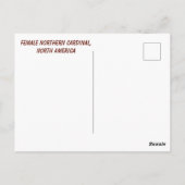 Carte Postale Cardinal du Nord, Amérique du Nord (Dos)