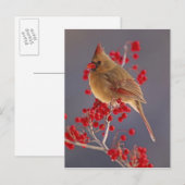 Carte Postale Cardinal du Nord chez l'aubépine (Devant / Derrière)