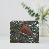 Carte Postale Cardinal du Nord dans la vigne de raisin (Debout devant)