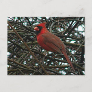 Carte Postale Cardinal du Nord dans la vigne de raisin