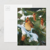 Carte Postale Cardinal du Nord dans l'arbre, Illinois (Devant / Derrière)