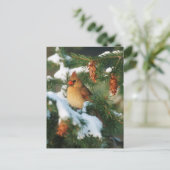 Carte Postale Cardinal du Nord dans l'arbre, Illinois (Debout devant)