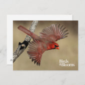 Carte Postale Cardinal Du Nord En Vol (Devant / Derrière)