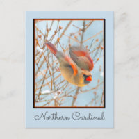 Cardinal du Nord en Vol - Photographie Originale