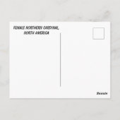 Carte Postale Cardinal du Nord féminin (Dos)