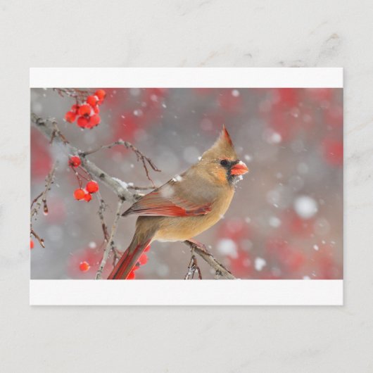 Carte Postale Cardinal du Nord féminin (Devant)