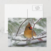 Carte Postale Cardinal du Nord féminin dans un pin enneigé, (Devant / Derrière)