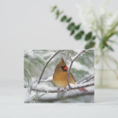 Carte Postale Cardinal du Nord féminin dans un pin enneigé, (Debout devant)