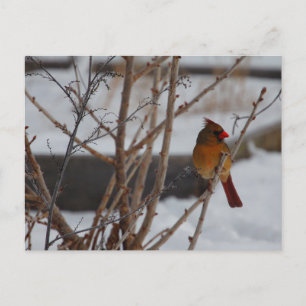 Carte Postale Cardinal du Nord féminin en hiver