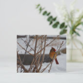 Carte Postale Cardinal du Nord féminin en hiver (Debout devant)