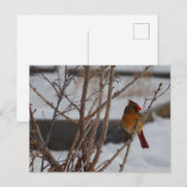 Carte Postale Cardinal du Nord féminin en hiver (Devant / Derrière)