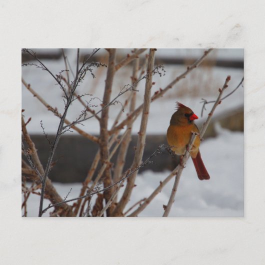 Carte Postale Cardinal du Nord féminin en hiver (Devant)