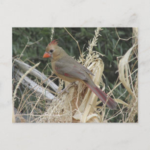 Carte Postale Cardinal du Nord féminin sur Corn Tassel