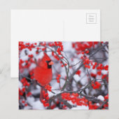 Carte Postale Cardinal du Nord, Hiver, IL (Devant / Derrière)