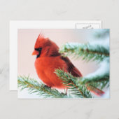 Carte Postale Cardinal en Fir de Neige (Devant / Derrière)
