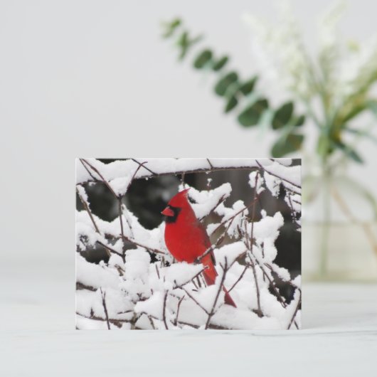 Carte Postale Cardinal en Neige - Oiseau (Debout devant)