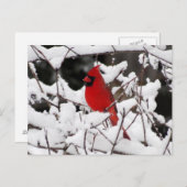 Carte Postale Cardinal en Neige - Oiseau (Devant / Derrière)