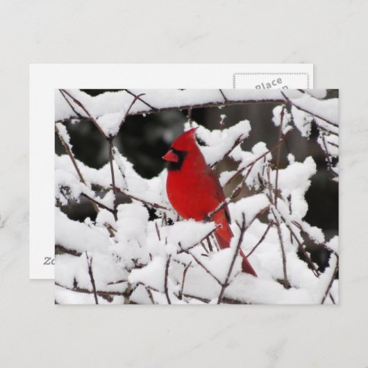 Carte Postale Cardinal en Neige - Oiseau (Devant / Derrière)