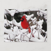 Carte Postale Cardinal en Neige - Oiseau (Devant)