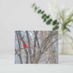 Carte Postale Cardinal et Chickadee