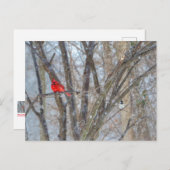 Carte Postale Cardinal et Chickadee (Devant / Derrière)