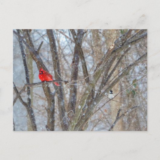 Carte Postale Cardinal et Chickadee (Devant)