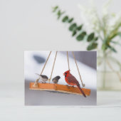 Carte Postale Cardinal et Juncos (Debout devant)