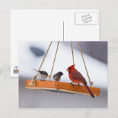 Carte Postale Cardinal et Juncos (Devant / Derrière)