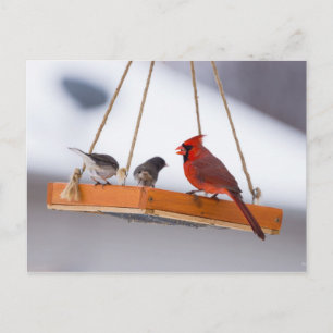 Carte Postale Cardinal et Juncos