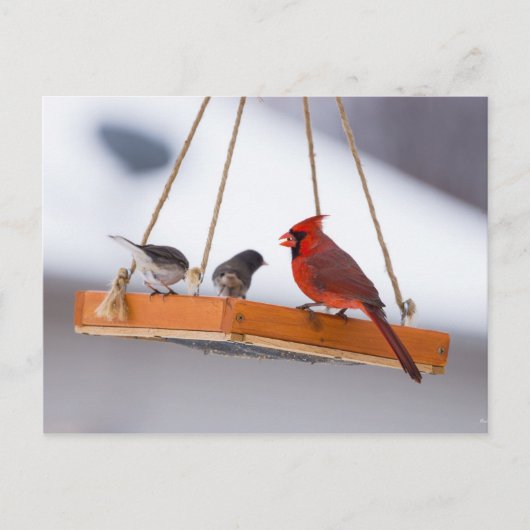 Carte Postale Cardinal et Juncos (Devant)