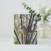 Carte Postale Cardinal féminin (Debout devant)